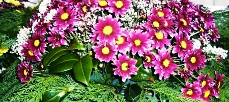 Compra en Finca El Cabillón tus flores para Todos los Santos