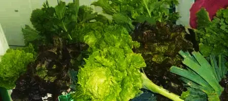 Nuevo Punto de Entrega de Verduras en Tapia