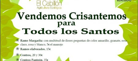 FINCA EL CABILLON INICIA LA VENTA DE CRISANTEMOS PARA TODOS LOS SANTOS