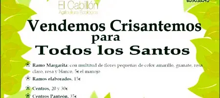 FINCA EL CABILLON INICIA LA VENTA DE CRISANTEMOS PARA TODOS LOS SANTOS