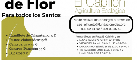 Crisantemos de Finca El Cabillón para Todos Los santos