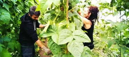 Vuelve los wwoofers, otra alegría de la huerta !!