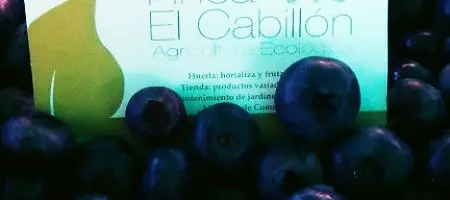  Recolección de arándanos en Finca El Cabillón