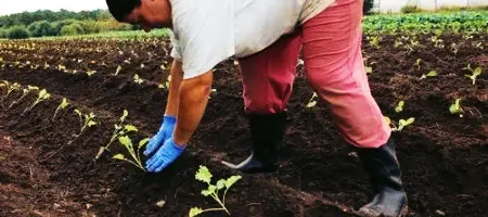 Jornada en Villaviciosa