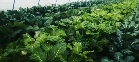 Nuestro Centro especial de Empleo sige produciendo alimentos de calidad